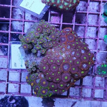 Zoanthus A57 (64111)