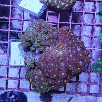 Zoanthus A57 (64111)