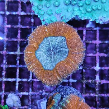 Lobophyllia A560