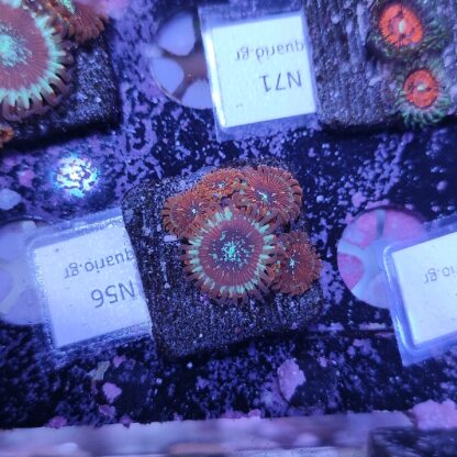 Zoanthus N56
