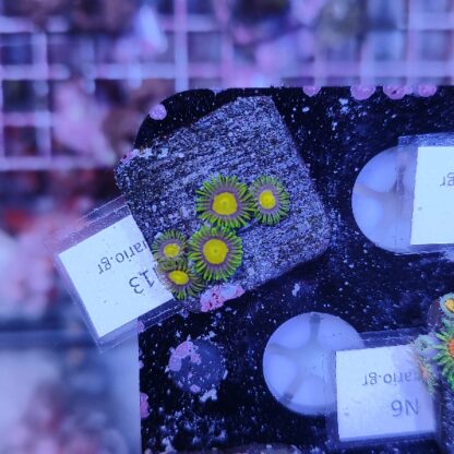Zoanthus N13