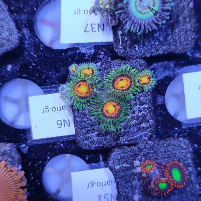 Zoanthus N6