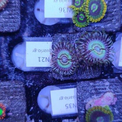 Zoanthus N21
