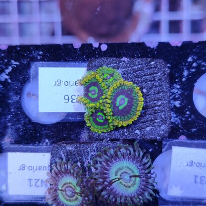Zoanthus N36