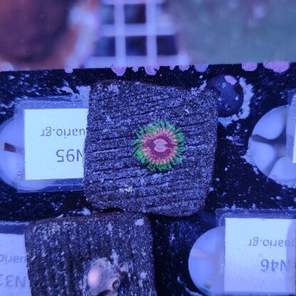 Zoanthus N95