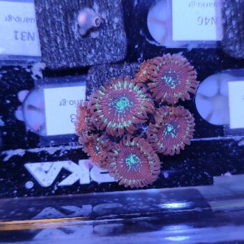 Zoanthus N63