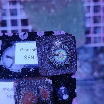 Zoanthus N98