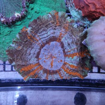 Acanthophyllia deshayesiana (50438)