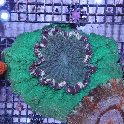 Acanthophyllia deshayesiana (50991)