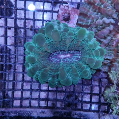 Cynarina lacrymalis green (50831)