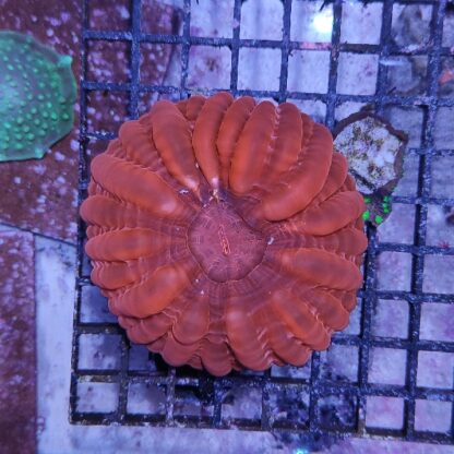 Cynarina lacrymalis red (50803)