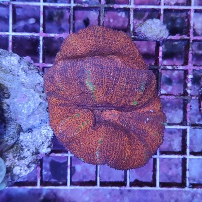 Acanthastrea maxima A5 (41316)