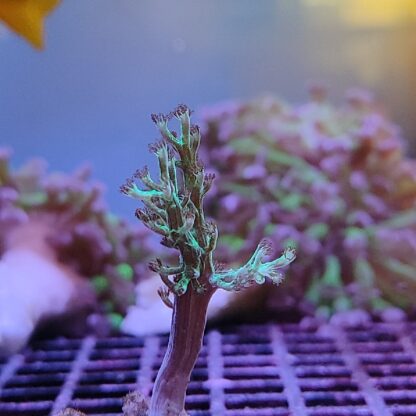 Capnella sp. "toxic green"