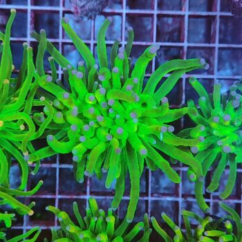 Euphyllia glabrescens 6 (Holy Grail)