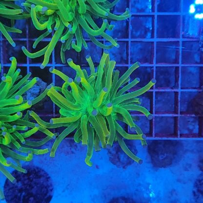 Euphyllia glabrescens 1 (Holy Grail) - Image 2