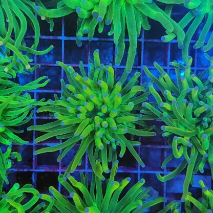 Euphyllia glabrescens 5 (Holy Grail) - Image 2