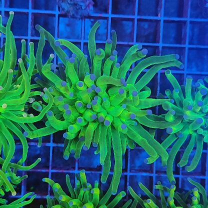 Euphyllia glabrescens 6 (Holy Grail) - Image 2