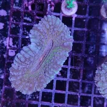 Lobophyllia A17 (46912)