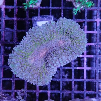 Lobophyllia A13 (46912)