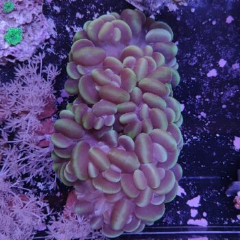 Plerogyra sinuosa A97 (48699)