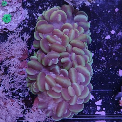 Plerogyra sinuosa A97 (48699)
