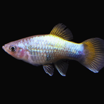 Xiphophorus maculatus- Blue Butterfly Moon Platy