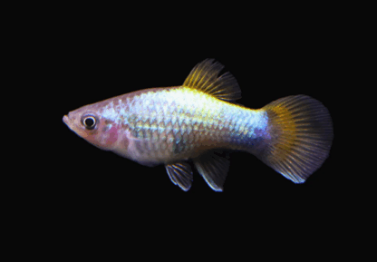 Xiphophorus maculatus- Blue Butterfly Moon Platy