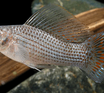 Poecilia latipinna- Green Balloon Molly