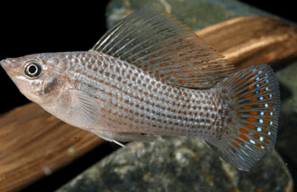 Poecilia latipinna- Green Balloon Molly