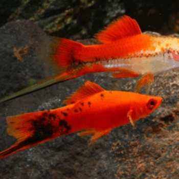 Xiphophorus hellerii- Marble Swordtail