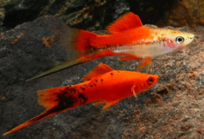 Xiphophorus hellerii- Marble Swordtail