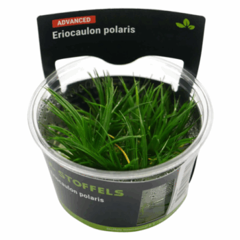 S.I. Eriocaulon polaris in-vitro