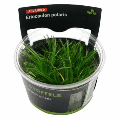 S.I. Eriocaulon polaris in-vitro