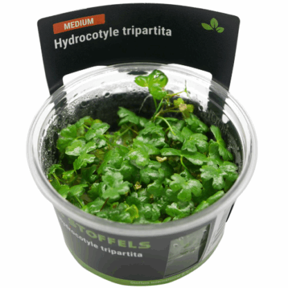 Stoffels Hydrocotyle tripartita in-vitro