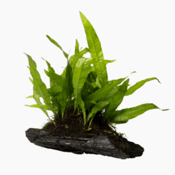 S.I Microsorum pteropus on wood Large