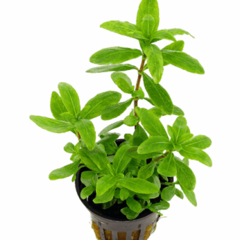 S.I Hygrophila polysperma