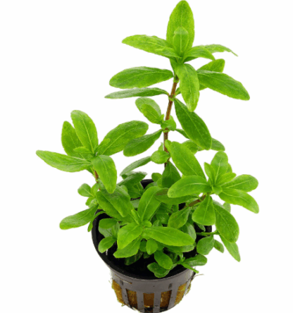 S.I Hygrophila polysperma