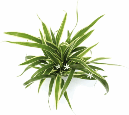 S.I Chlorophytum bichetii