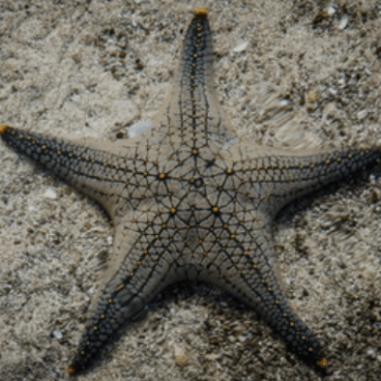 Pentaceraster sp- Knobbed Starfish