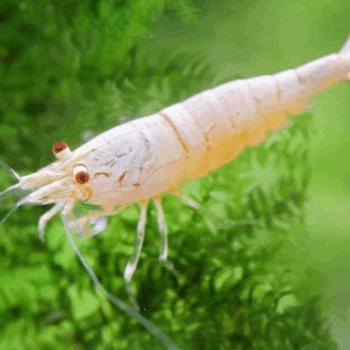 Caridina cantonensis sp- Golden Crystal Shrimp