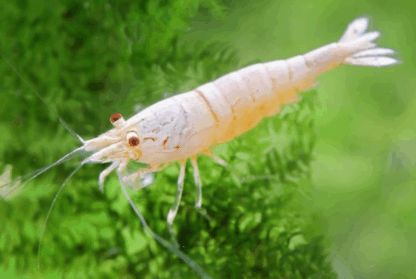 Caridina cantonensis sp- Golden Crystal Shrimp