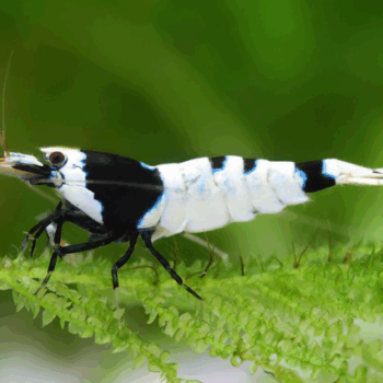 Caridina cantonensis sp- Black Mosura Shrimp
