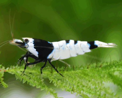 Caridina cantonensis sp- Black Mosura Shrimp