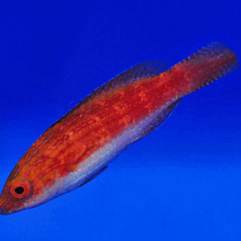 Cirrhilabrus naokoae - Naoko'S Fairy Wrasse (Female)