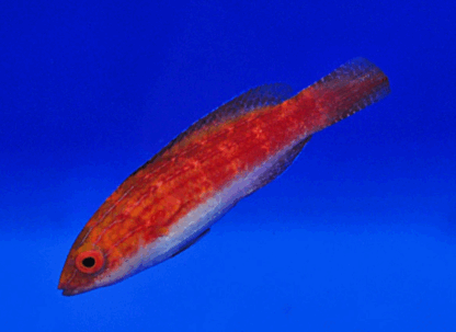 Cirrhilabrus naokoae - Naoko'S Fairy Wrasse (Female)