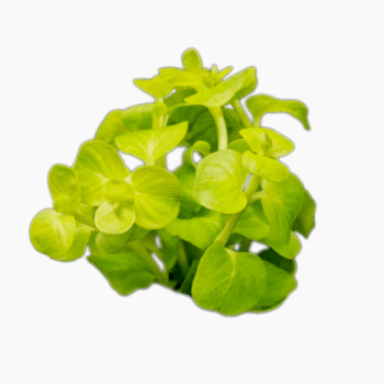 S.I Lysimachia nummularia Aurea