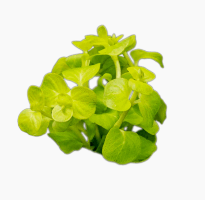 S.I Lysimachia nummularia Aurea