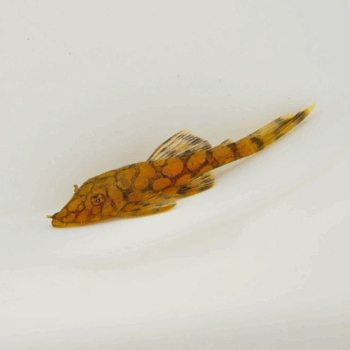Ancistrus L519 sp. - Honeycomb Pleco 3-4 cm