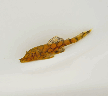 Ancistrus L519 sp. - Honeycomb Pleco 3-4 cm