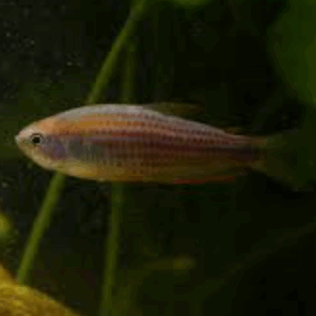 Inpaichthys parauapiranga - Scratched Inpa Tetra 1.5-2cm
